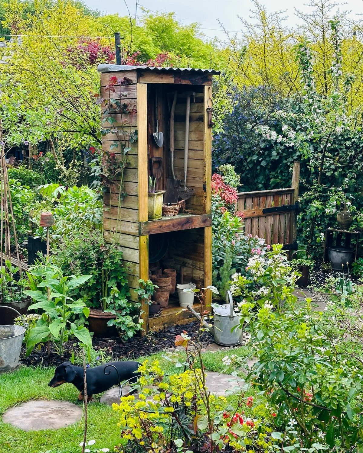 Wooden garden storage shed holding tools in a lush backyard with a small dog.