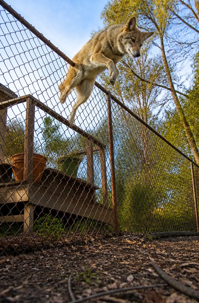 Coyote jumping next to a fence in a suburban setting.