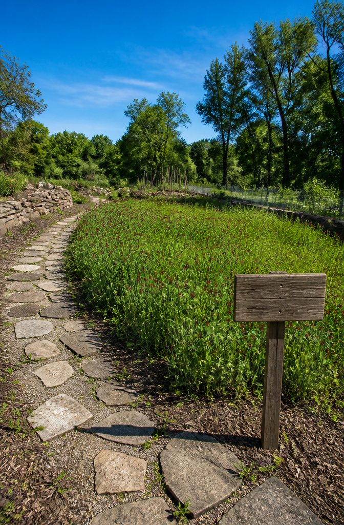 A garden bed planted with cover crops to improve soil health.