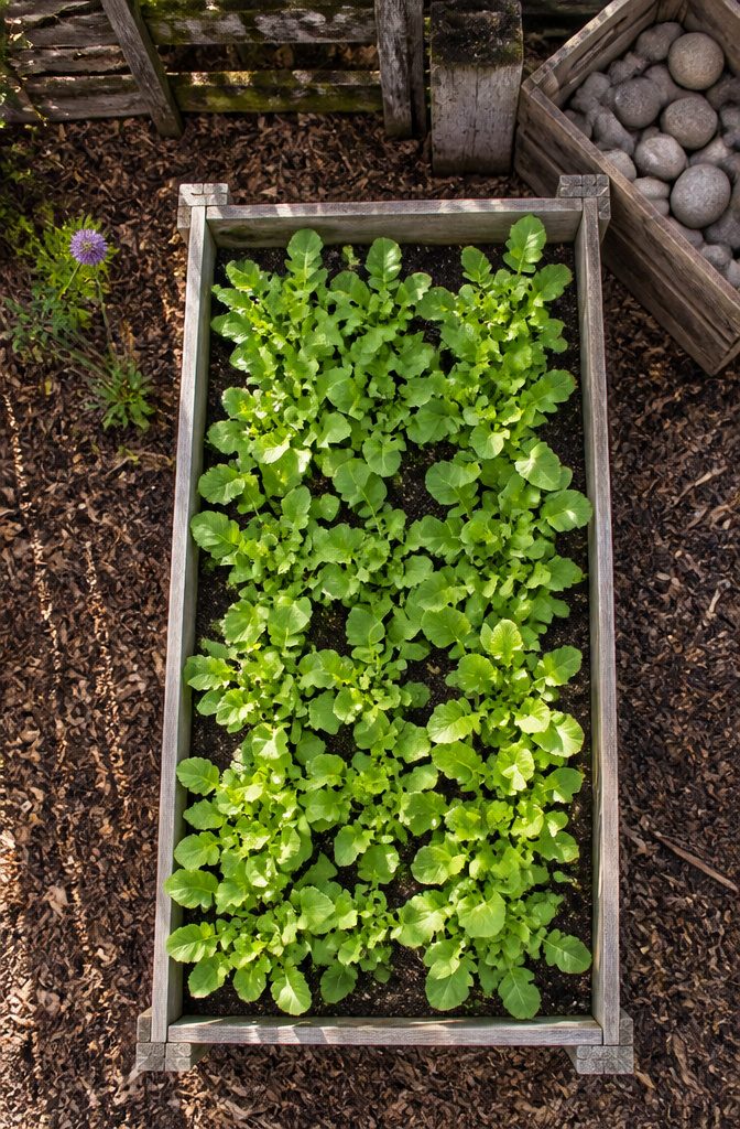 A raised garden bed with rows of growing radishes.